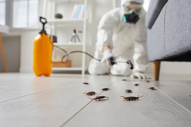 Commercial Rodent Management in Punaluu